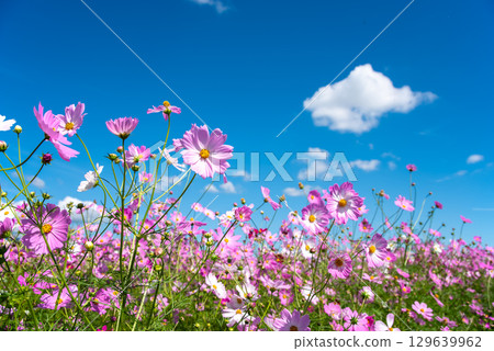 Cosmos fields south of JR Seki Station (Sekimachi, Kameyama City, Mie Prefecture) 129639962