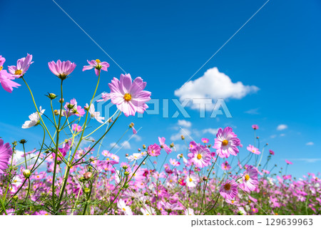 Cosmos fields south of JR Seki Station (Sekimachi, Kameyama City, Mie Prefecture) Cosmos fields south of JR Seki Station (Sekimachi, Kameyama City, Mie Prefecture) 129639963