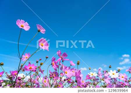 Cosmos fields south of JR Seki Station (Sekimachi, Kameyama City, Mie Prefecture) 129639964