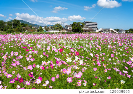 Cosmos fields south of JR Seki Station (Sekimachi, Kameyama City, Mie Prefecture) 129639965
