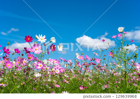 Cosmos fields south of JR Seki Station (Sekimachi, Kameyama City, Mie Prefecture) 129639968