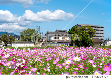 Trains arriving and departing from JR Seki Station and cosmos fields (Sekimachi, Kameyama City, Mie Prefecture) 129639973