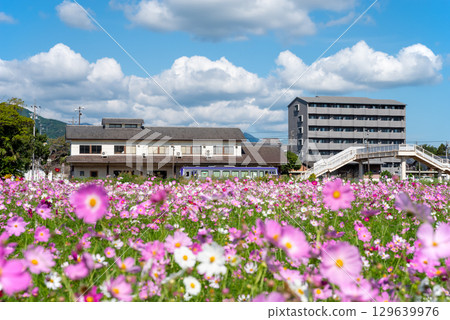 Trains arriving and departing from JR Seki Station and cosmos fields (Sekimachi, Kameyama City, Mie Prefecture) 129639976