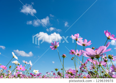 Cosmos fields south of JR Seki Station (Sekimachi, Kameyama City, Mie Prefecture) 129639978
