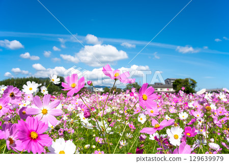 Cosmos fields south of JR Seki Station (Sekimachi, Kameyama City, Mie Prefecture) 129639979