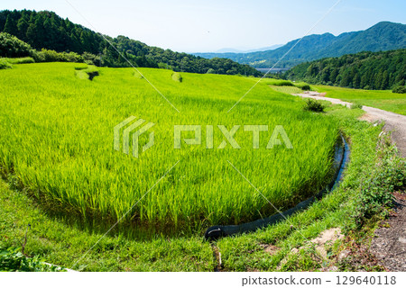 Summer rural scenery [Sakamoto rice terraces] (Kameyama City, Mie Prefecture) 129640118