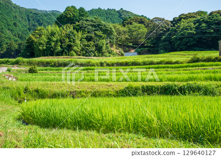 夏日田園風光【坂本梯田】（三重縣龜山市） 129640127