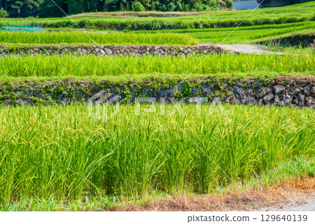 Stone-walled rice terraces [Sakamoto Rice Terraces] (Kameyama City, Mie Prefecture) 129640139