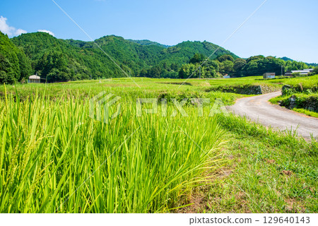 夏日田園風光【坂本梯田】（三重縣龜山市） 129640143