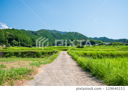 Summer rural scenery [Sakamoto rice terraces] (Kameyama City, Mie Prefecture) 129640151