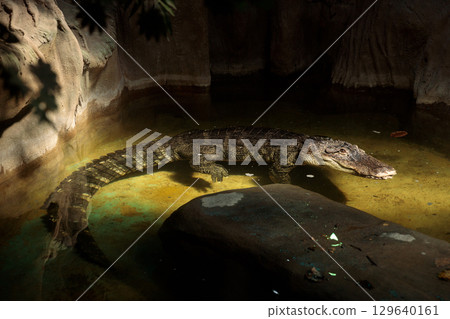 A Captivating Snapshot of a Crocodile Relaxing in Its Natural Habitat Surrounded by Rocks and Water Reflections, Evoking a Sense of Wildness and Ancient Majesty 129640161