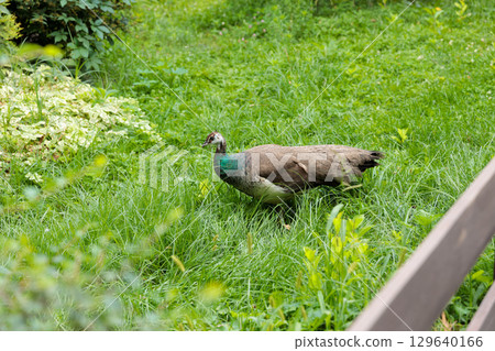 A Beautiful Peacock Gracefully Wandering Through a Lush Green Garden, Surrounded by Various Plant Life and Serene Natural Scenery Under Soft Sunlight A Beautiful Peacock Gracefully Wandering Through a Lush Green Garden, Surrounded by Various Plant Life and Serene Natural Scenery Under Soft Sunlight 129640166