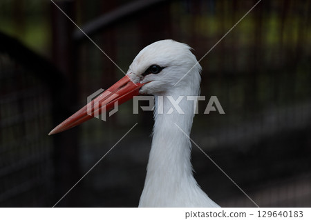 Majestic White Stork Captured in Stunning Detail Against a Natural Background, Showcasing Its Distinctive Red Bill and Elegant Plumage Majestic White Stork Captured in Stunning Detail Against a Natural Background, Showcasing Its Distinctive Red Bill and Elegant Plumage 129640183