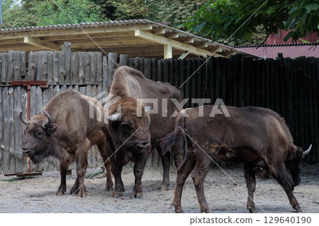 A Trio of Bison Grazing Calmly in Their Enclosure, Surrounded by Sturdy Wooden Fencing and a Sense of Natural Serenity in the Air, Highlighting Their Majestic Presence 129640190
