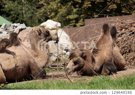 Two Camels Resting in Enclosure with Natural Surroundings and Rock Formation - Captivating Wildlife Encounter in a Serene Outdoor Setting 129640198
