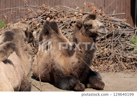 Two camels resting peacefully in the sun near a pile of branches, showcasing their unique features and fascinating behavior in a natural setting, inviting admiration and curiosity. 129640199
