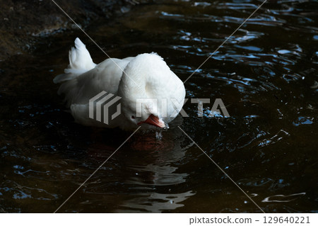 A Serene Scene: White Duck Enjoying Its Time in the Rippling Waters Under Natural Light Amongst Lush Surroundings and Calm Environment A Serene Scene: White Duck Enjoying Its Time in the Rippling Waters Under Natural Light Amongst Lush Surroundings and Calm Environment 129640221