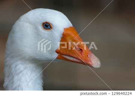 Close-Up Portrait of a Beautiful White Goose with Stunning Light Blue Eye and Orange Bill Captured in Nature, Perfect for Wildlife Photography and Bird Watching Enthusiasts 129640224