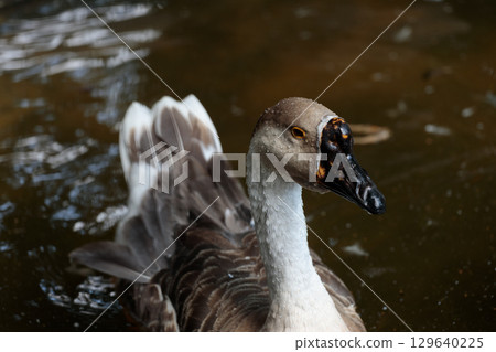 A Graceful Duck Gliding Through Calm Waters with Distinctive Features, Showcasing Its Unique Feather Patterns and Tranquil Habitat in a Serene Setting A Graceful Duck Gliding Through Calm Waters with Distinctive Features, Showcasing Its Unique Feather Patterns and Tranquil Habitat in a Serene Setting 129640225