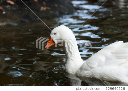 A Serene White Goose Gliding Gracefully Through Calm Waters in a Tranquil Setting Amidst Gentle Ripples and Natural Surroundings of the Water Body A Serene White Goose Gliding Gracefully Through Calm Waters in a Tranquil Setting Amidst Gentle Ripples and Natural Surroundings of the Water Body 129640226