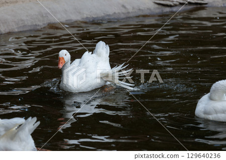 A Beautiful White Goose Swimming Gracefully in a Tranquil Pond Surrounded by Soft Ripples and Splashing Water, Captured in a Serene Outdoor Setting A Beautiful White Goose Swimming Gracefully in a Tranquil Pond Surrounded by Soft Ripples and Splashing Water, Captured in a Serene Outdoor Setting 129640236