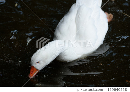 A White Goose Dipping Its Head in the Water to Feed, Surrounded by Dark Water, Creating Gentle Ripples and Offering a Peaceful Natural Scene in a Calm Environment 129640238