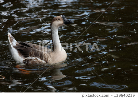 A Graceful Duck Swimming Through Calm Waters, Showcasing Its Unique Features and Elegant Movements in the Serene Setting of a Quiet Pond or Lake Scene A Graceful Duck Swimming Through Calm Waters, Showcasing Its Unique Features and Elegant Movements in the Serene Setting of a Quiet Pond or Lake Scene 129640239