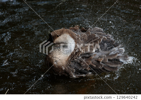 A Beautiful Waterfowl Enjoying a Refreshing Splash in a Serene Aquatic Environment Captured in Stunning Detail with Vibrant Colors and Dynamic Water Droplets Filling the Scene A Beautiful Waterfowl Enjoying a Refreshing Splash in a Serene Aquatic Environment Captured in Stunning Detail with Vibrant Colors and Dynamic Water Droplets Filling the Scene 129640242