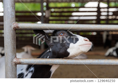 Captivating Close-Up of a Goat Peering Through a Metal Barrier, Displaying Its Unique Features in a Barn Setting Filled with Soft Light and Organic Vibes 129640250