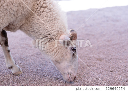 A Close-Up of a Sheep Grazing on the Ground, Capturing the Details of its Woolly Coat and Gentle Expression Under Soft Natural Light in an Outdoor Setting A Close-Up of a Sheep Grazing on the Ground, Capturing the Details of its Woolly Coat and Gentle Expression Under Soft Natural Light in an Outdoor Setting 129640254