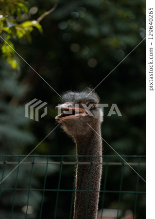 A Close-Up View of an Ostrich in Captivity, Showing Its Unique Features and Personality Against a Natural Green Background in a Zoo Setting A Close-Up View of an Ostrich in Captivity, Showing Its Unique Features and Personality Against a Natural Green Background in a Zoo Setting 129640265