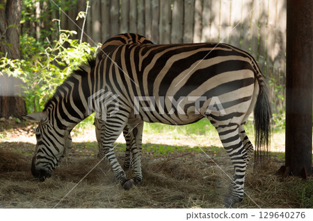 Graceful Zebras Grazing in Natural Habitat Surrounded by Lush Greenery and a Rustic Wooden Fence in the Background Captured in Bright Daylight 129640276
