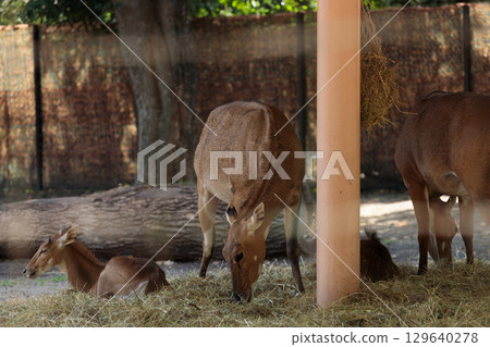 Graceful Animals Grazing in Their Habitat: A Closer Look at the Majestic Antelope and Its Natural Environment at the Zoo Graceful Animals Grazing in Their Habitat: A Closer Look at the Majestic Antelope and Its Natural Environment at the Zoo 129640278
