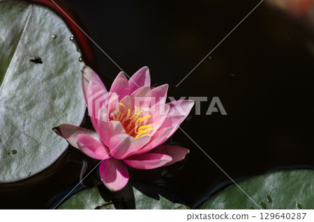 Beautiful Water Lily Blossom Floating Gracefully on a Calm Pond Surrounded by Green Lily Pads Under a Bright Blue Sky 129640287