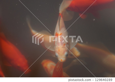 Beautiful Aquatic Scene Featuring Colorful Goldfish Swimming Gracefully Underwater in a Serene Environment Enhanced by Soft Lighting and a Calm Surrounding 129640289