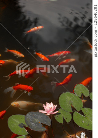 A Beautiful Underwater Scene Featuring Vibrant Koi Fish Swimming Gracefully Amidst Water Lilies in a Calm and Serene Pond Setting on a Sunny Day 129640291