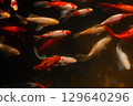 Beautiful School of Colorful Goldfish Swimming Gracefully Beneath the Surface of the Water in a Tranquil Aquarium Environment 129640296