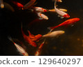 A Captivating Underwater Scene Featuring Colorful Goldfish Swimming Gracefully in a Vibrant Aquarium Environment Amidst Soft Illumination and Delicate Reflections 129640297