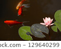 Serene Underwater Scene Depicting Vibrant Goldfish Swimming Alongside Gentle Pink Water Lily Flower and Green Lily Pads on Calm Dark Water Surface 129640299