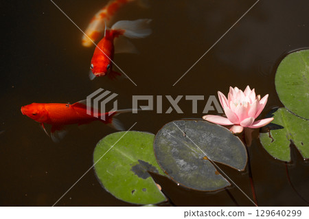 Serene Underwater Scene Depicting Vibrant Goldfish Swimming Alongside Gentle Pink Water Lily Flower and Green Lily Pads on Calm Dark Water Surface Serene Underwater Scene Depicting Vibrant Goldfish Swimming Alongside Gentle Pink Water Lily Flower and Green Lily Pads on Calm Dark Water Surface 129640299