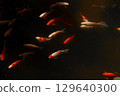 A Serene Underwater Scene with Colorful Goldfish Swimming Gracefully in a Dark Pond, Captured in Stunning Detail to Highlight Their Beauty and Unique Patterns 129640300