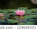 A Serene Pink Water Lily Blooming on a Sunny Day Surrounded by Green Lily Pads Floating in Clear Water Reflecting Nature's Beauty and Tranquility in a Peaceful Aquatic Environment 129640301