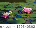 Beautiful Pink Water Lilies Floating Gracefully on a Serene Pond Surrounded by Lush Green Lily Pads Under a Bright Blue Sky 129640302