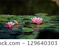 Beautiful Pink Water Lilies Blooming Gracefully on a Serene Pond Surrounded by Green Lily Pads Under Soft Natural Light 129640303