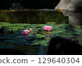 Serene Water Lilies Blooming on a Calm Pond Surface Surrounded by Lush Greenery and Gentle Reflections Under Soft Natural Light in an Enchanting Garden Setting 129640304