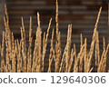 Golden Strands of Tall Grasses Against a Rustic Background Illustrating the Beauty and Diversity of Nature's Textures and Colors in the Landscape 129640306
