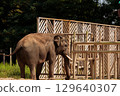 Majestic Elephant Roaming in a Natural Habitat Setting Behind Wooden Barriers, Showcasing Its Graceful Presence in a Captivating Outdoor Environment 129640307
