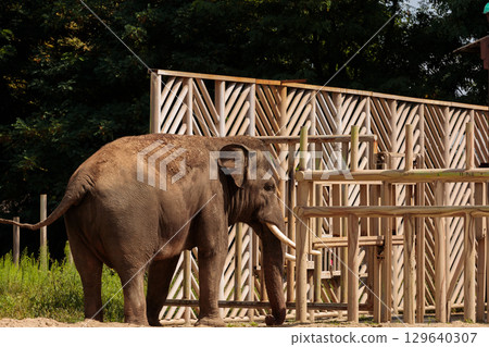 Majestic Elephant Roaming in a Natural Habitat Setting Behind Wooden Barriers, Showcasing Its Graceful Presence in a Captivating Outdoor Environment Majestic Elephant Roaming in a Natural Habitat Setting Behind Wooden Barriers, Showcasing Its Graceful Presence in a Captivating Outdoor Environment 129640307