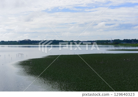 Lake Inban, Sakura City, Chiba Prefecture August 2025 Lake Inban, Sakura City, Chiba Prefecture August 2025 129640323