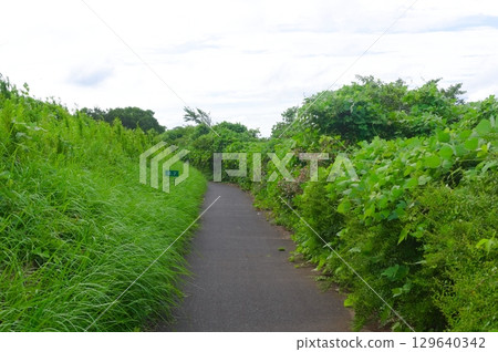 千葉縣佐倉市印幡沼自行車道 2025年8月 129640342